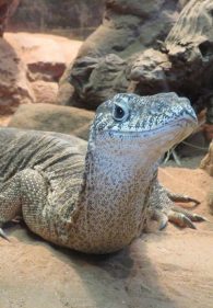 Spencer's Monitor