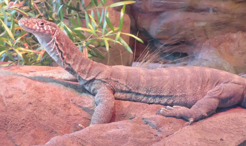Spencer's Monitor