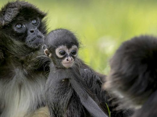 Spider Monkey Infant Taronga Western Plains Zoo