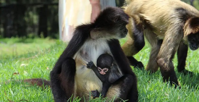 taronga western plains zoo spider monkey infant