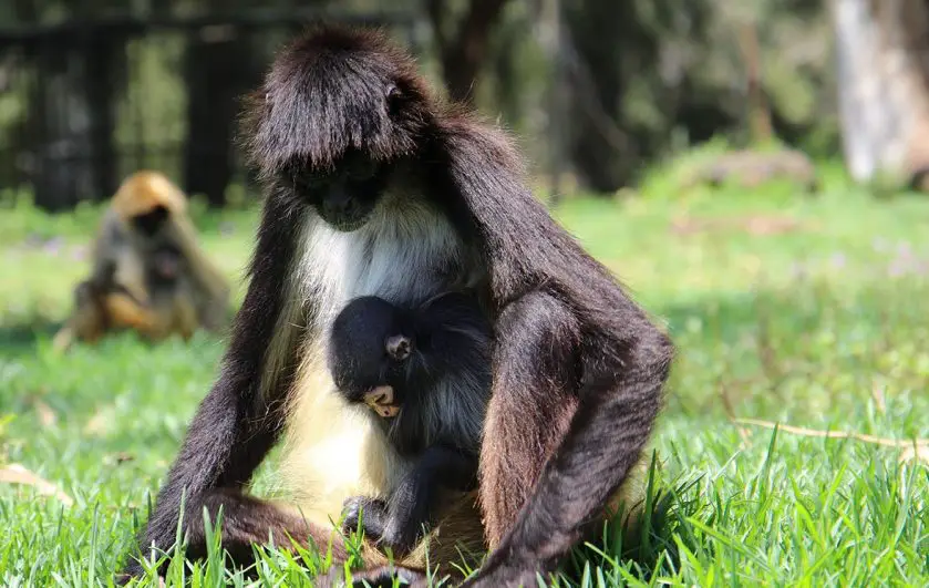 taronga western plains zoo spider monkey infant