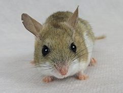 Spinifex hopping mouse