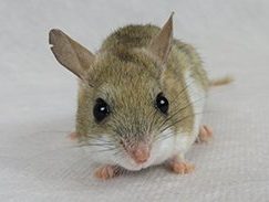 Spinifex hopping mouse
