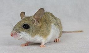 Spinifex hopping mouse