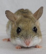 Spinifex hopping mouse