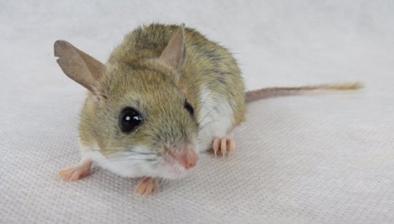 Spinifex Hopping Mouse