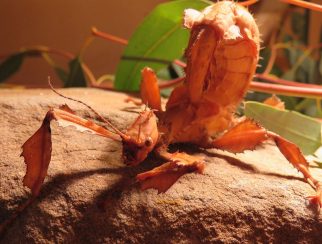 Spiny Leaf Stick Insect