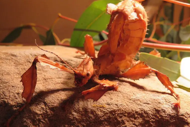 Spiny Leaf Stick Insect