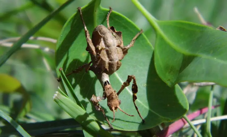 Spiny Leaf Stick Insect