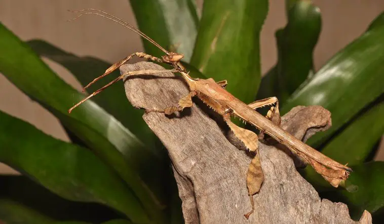 Spiny Leaf Stick Insect