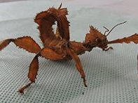 Spiny Leaf Stick Insect