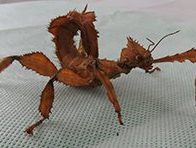 Spiny Leaf Stick Insect