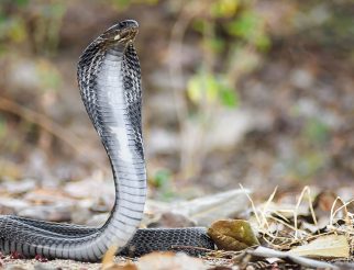 Siamese Spitting Cobra