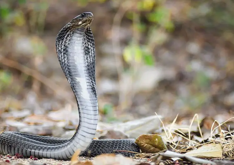 Siamese Spitting Cobra