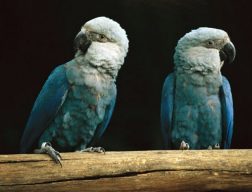 Spix Macaw