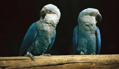 Spix Macaw