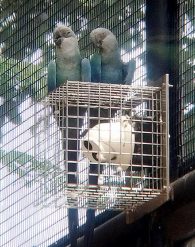 Spix Macaw