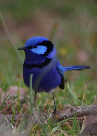 Splendid Fairy Wren