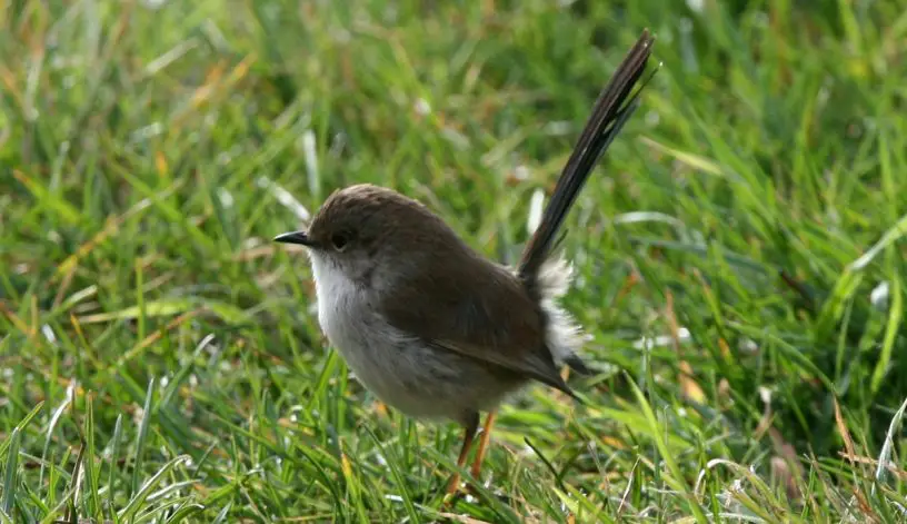 Splendid Fairy Wren