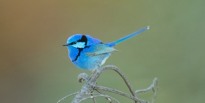 Splendid Fairy Wren