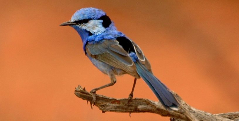 Splendid Fairy Wren
