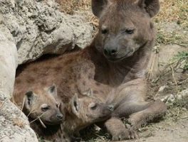 Spotted hyena