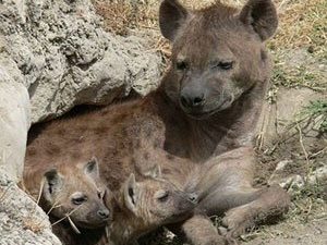 Spotted hyena