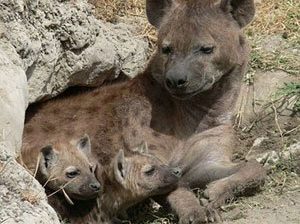 Spotted hyena