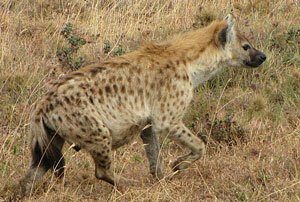 Spotted hyena