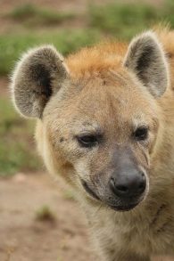 Spotted hyena