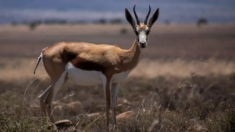 Springbok (Antidorcas marsupialis)