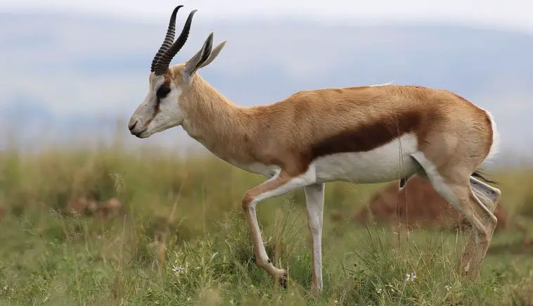 Springbok (Antidorcas marsupialis)