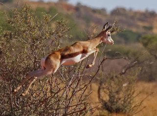 Springbok (Antidorcas marsupialis)