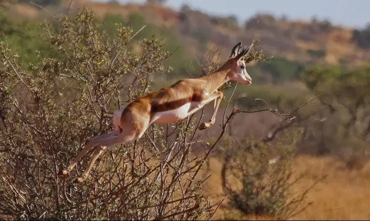 Springbok (Antidorcas marsupialis)