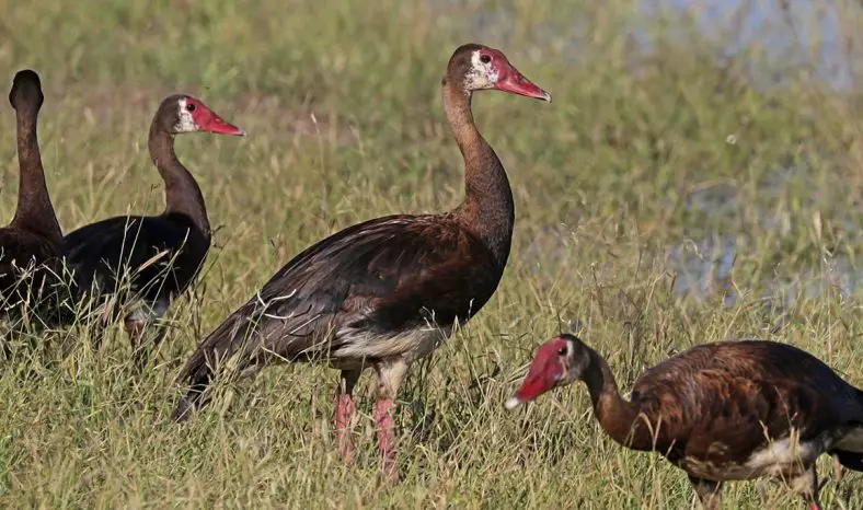 Spur-Winged Goose