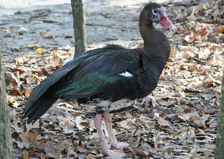 Spur-Winged Goose