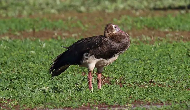 Spur-Winged Goose