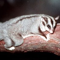 squirrel glider