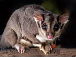 squirrel glider