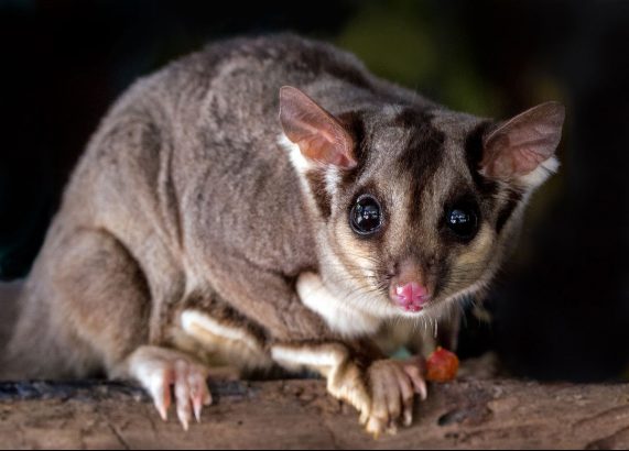 squirrel glider