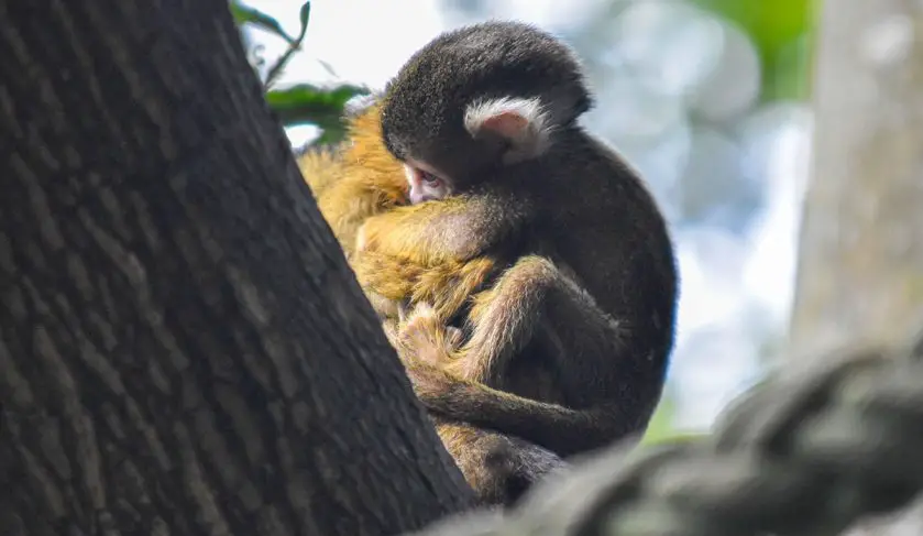 squirrel monkey infant Taronga Zoo Sydney