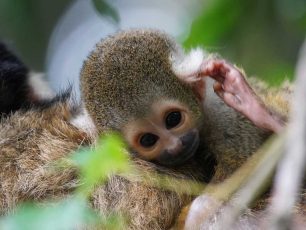 Squirrel Monkey Infants Taronga Zoo