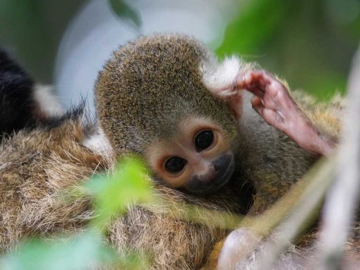 Squirrel Monkey Infants Taronga Zoo