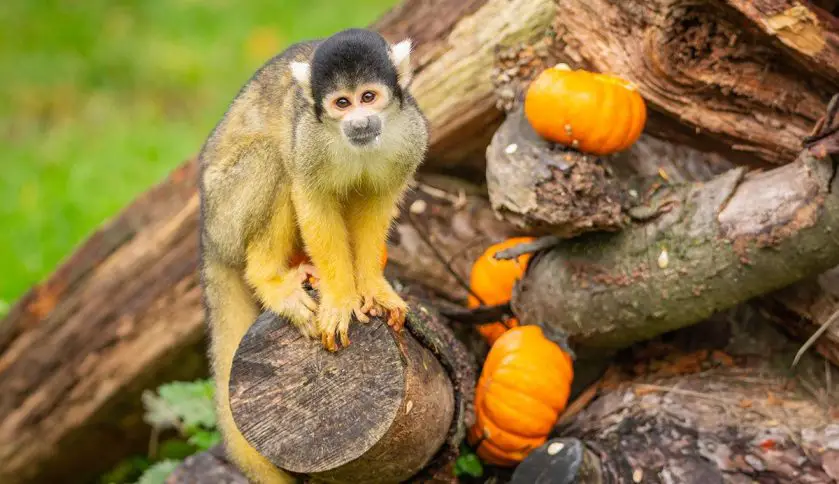 Trick or Treat at ZSL Whipsnade Zoo