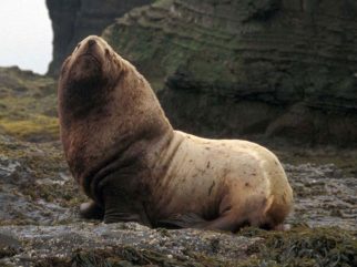 Steller Sea Lion