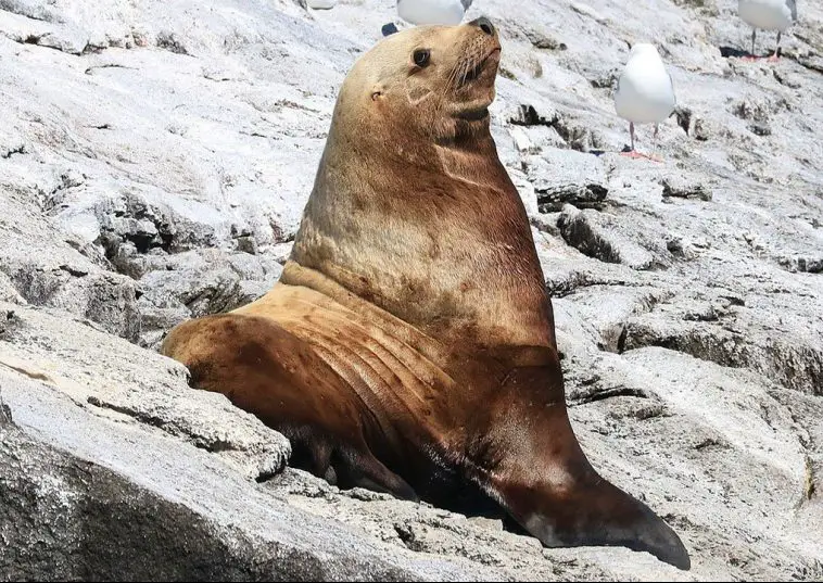 Steller Sea Lion The Animal Facts Appearance, Diet, Habitat, Lifespan