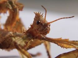 stick insect