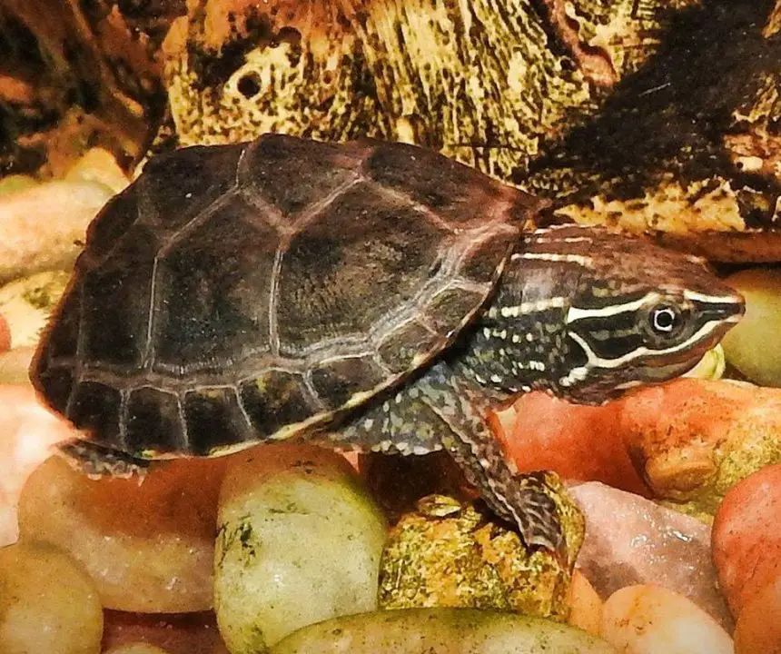Common Musk Turtle The Animal Facts Appearance, Diet, Habitat