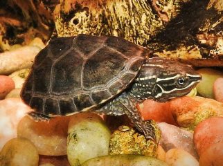 common musk turtle