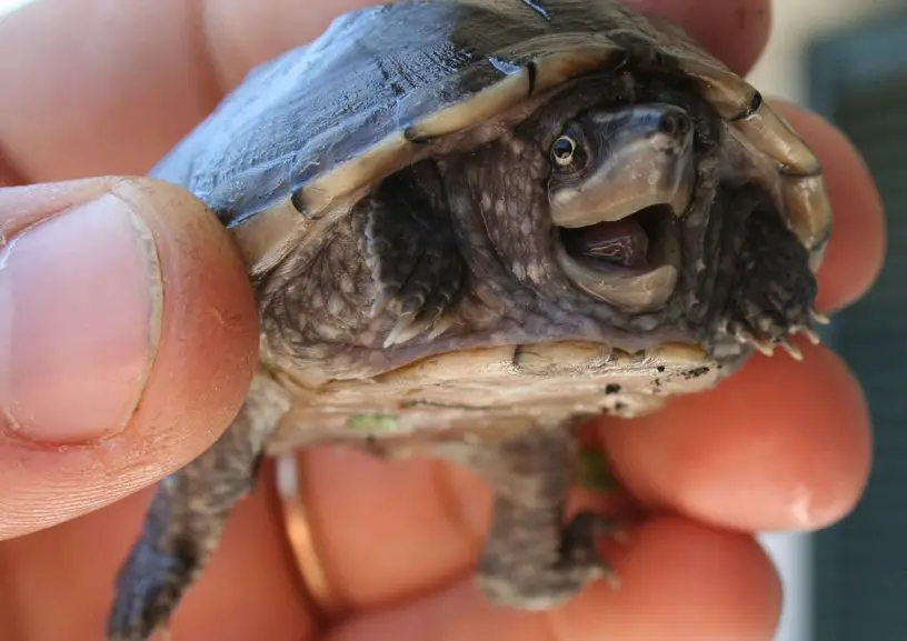 common musk turtle